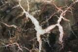 Triassic Petrified Wood (Conifer) Slab - Utah #163658-1
